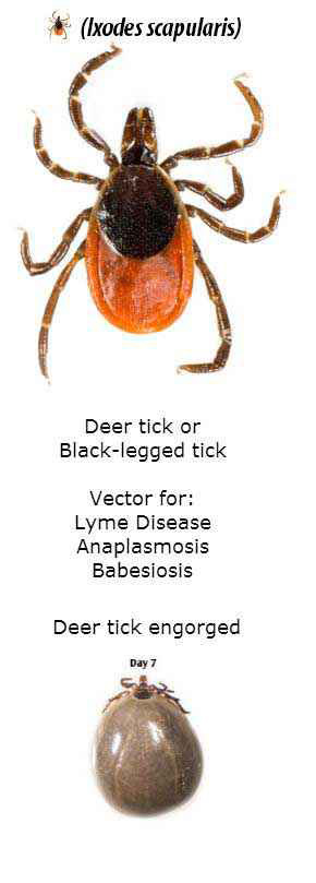 Deer Tick