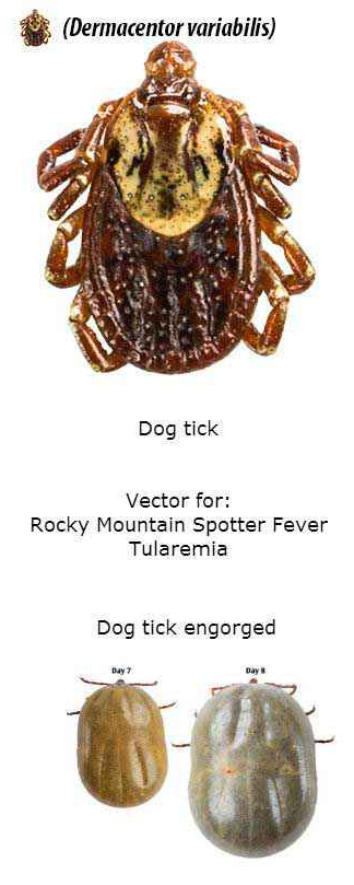 Dog Tick