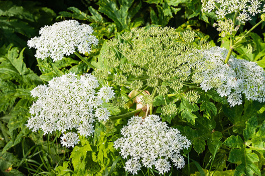 Giant Hogweed