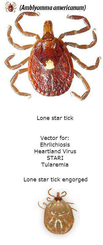 Lonestar Tick