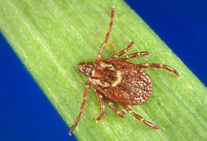 Ohio Tick on Leaf