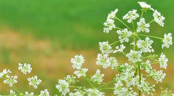 Poisonous Plants in Ohio