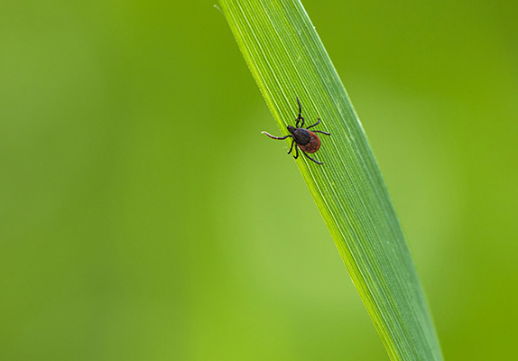 Common Ticks In Ohio