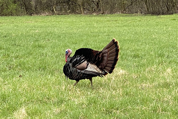 Turkey Hunting 101